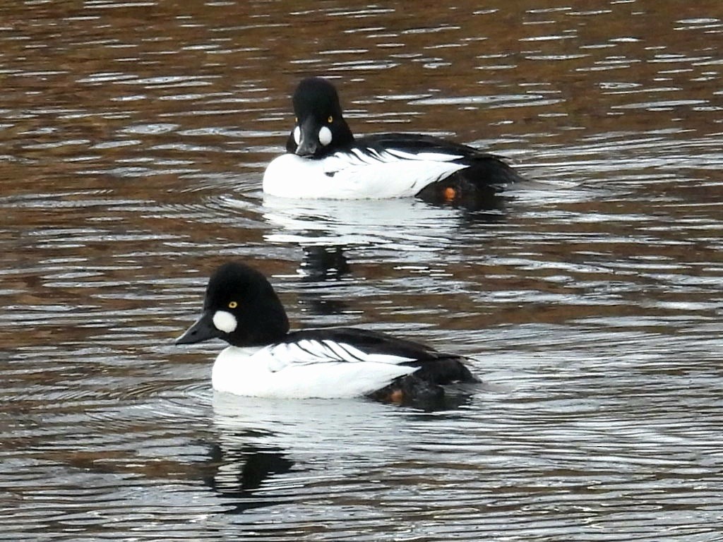 Common Goldeneye - ML646370936