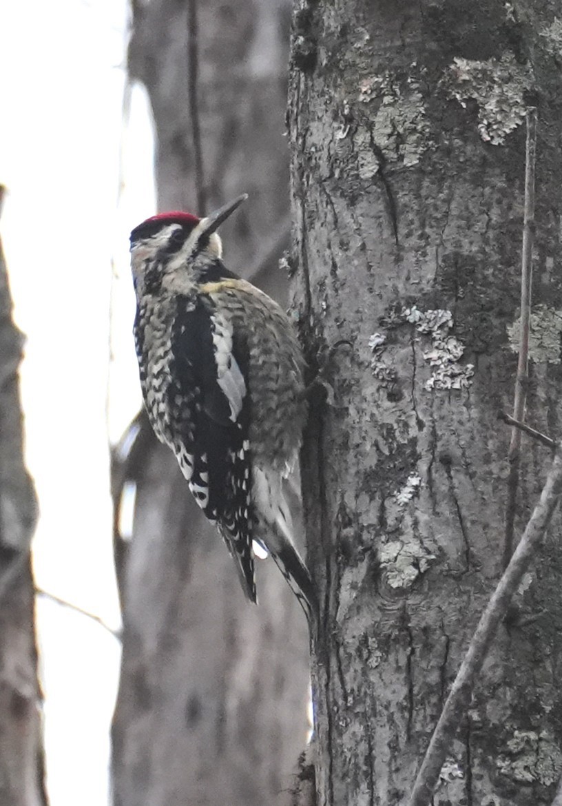Дятел-смоктун жовточеревий - ML646370938