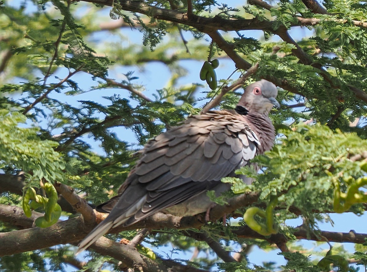 Mourning Collared-Dove - ML646370941