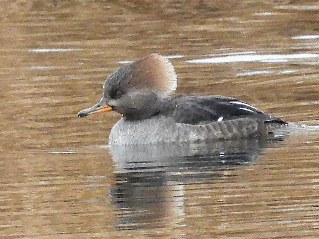 Hooded Merganser - ML646370942