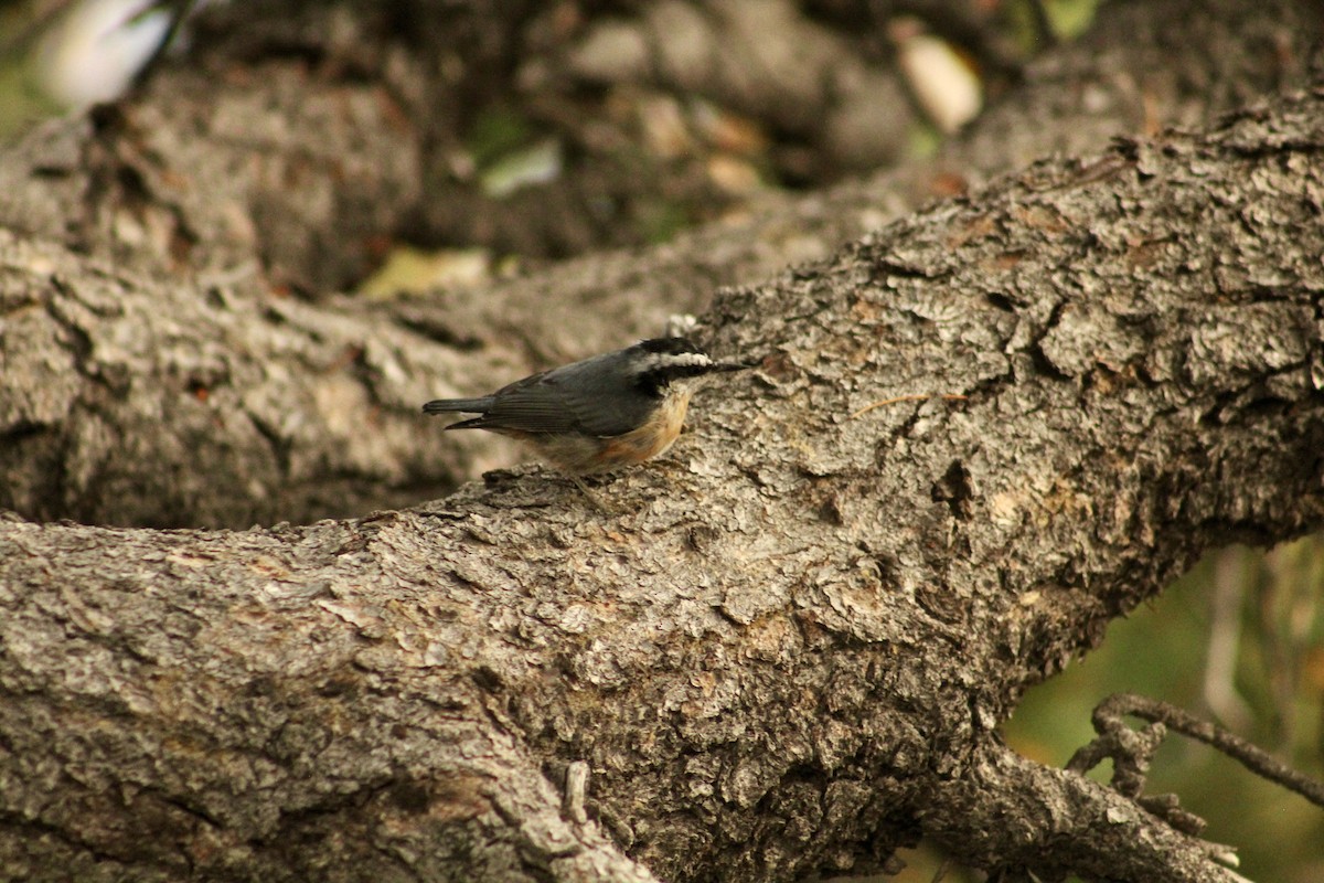 Red-breasted Nuthatch - ML646370958