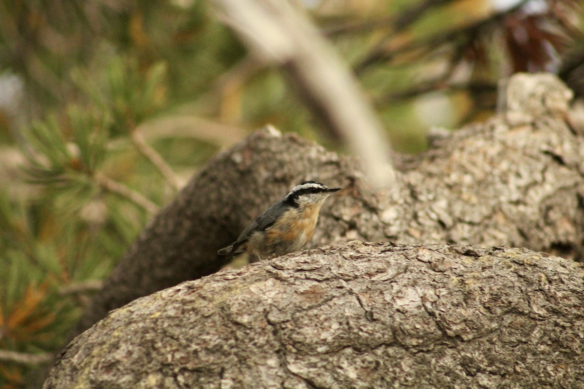 Red-breasted Nuthatch - ML646370959
