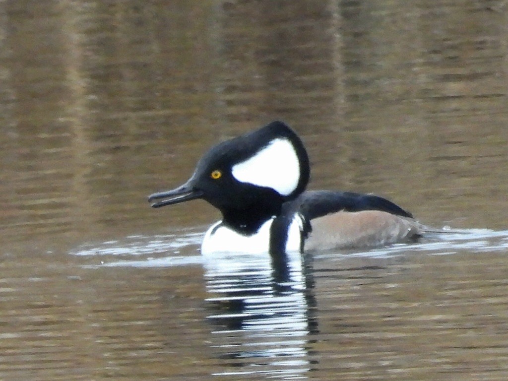 Hooded Merganser - ML646370960