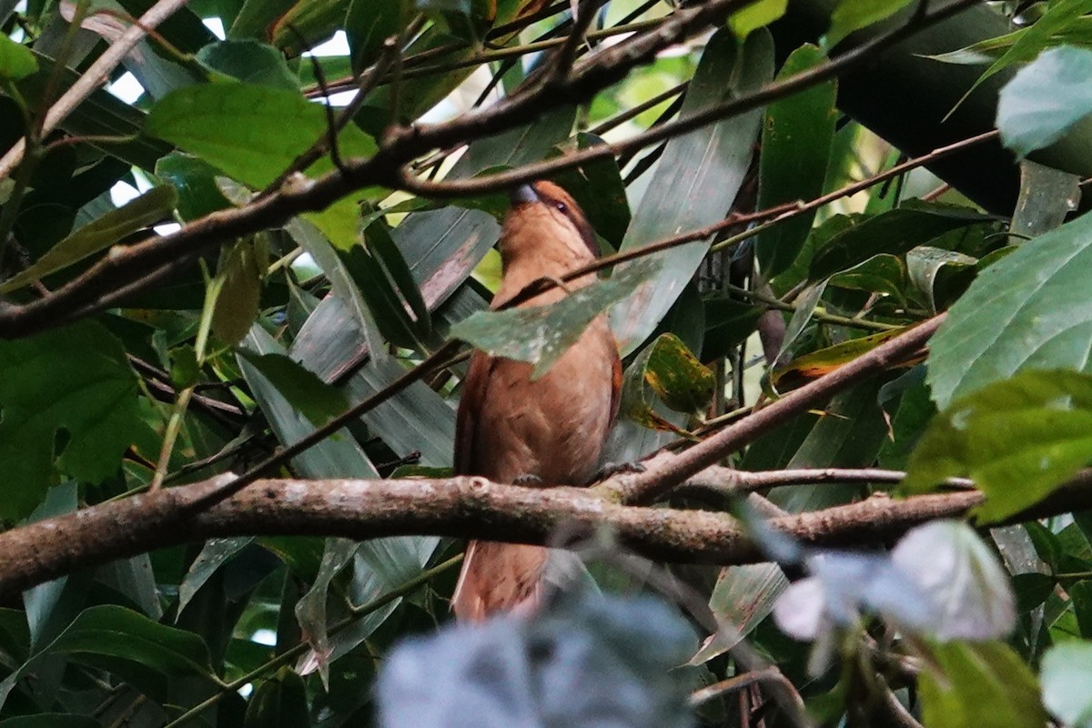 Brown Tanager - ML646370961