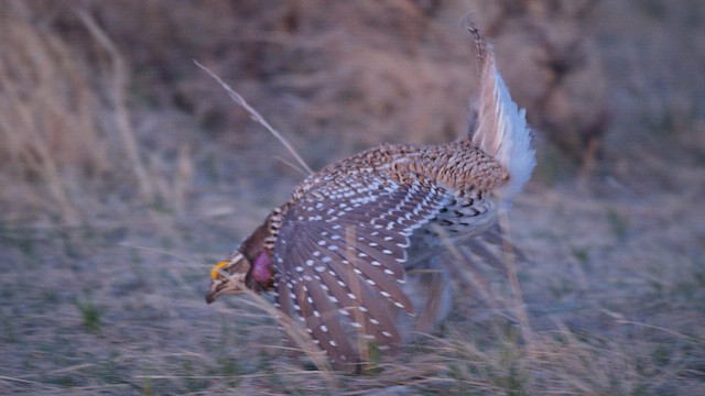 Sharp-tailed Grouse - ML646370962