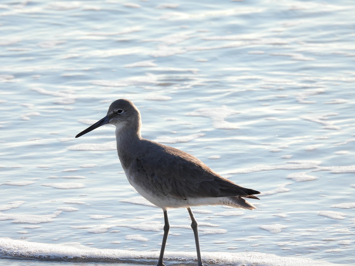 Willet - ML646370963