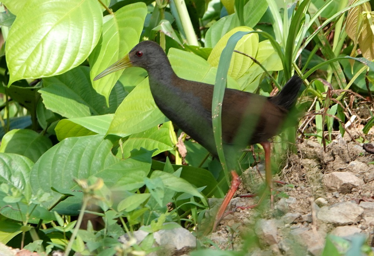 Blackish Rail - ML646370965