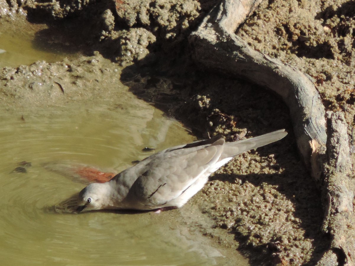 Picui Ground Dove - ML646370966
