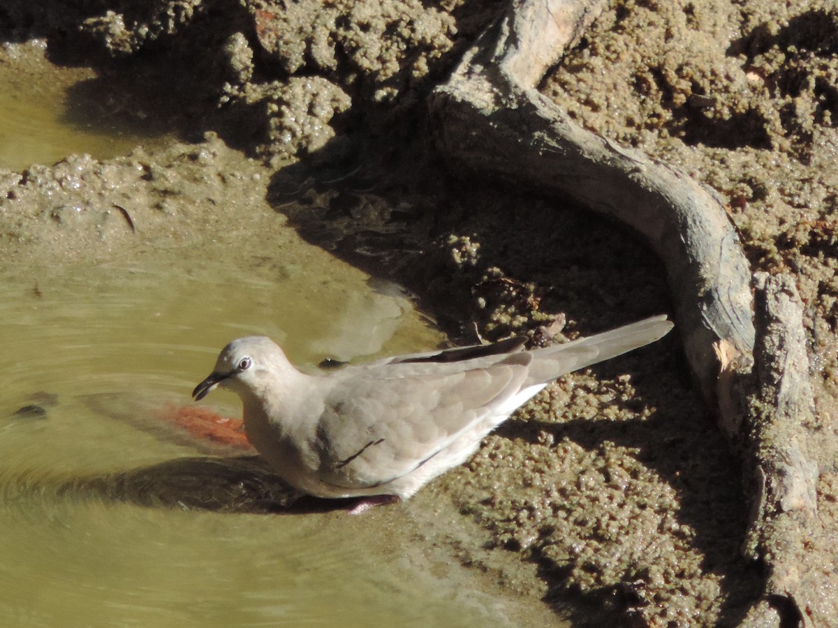 Picui Ground Dove - ML646370967