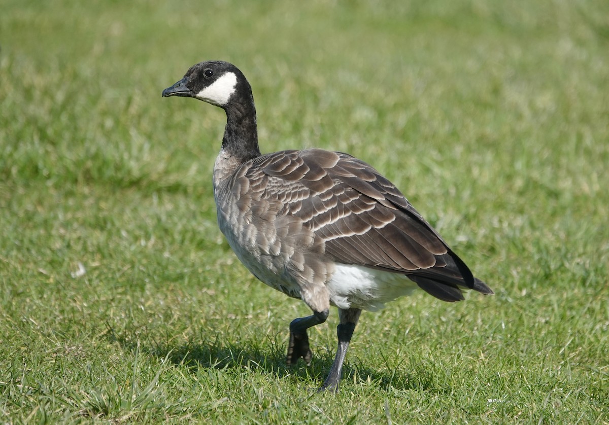 Oca canadese minore - ML646370969