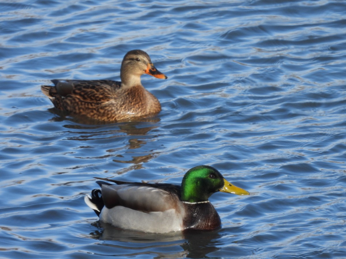 Mallard - ML646370971