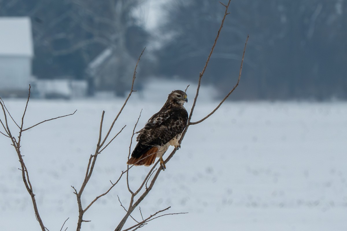 Red-tailed Hawk - ML646370972