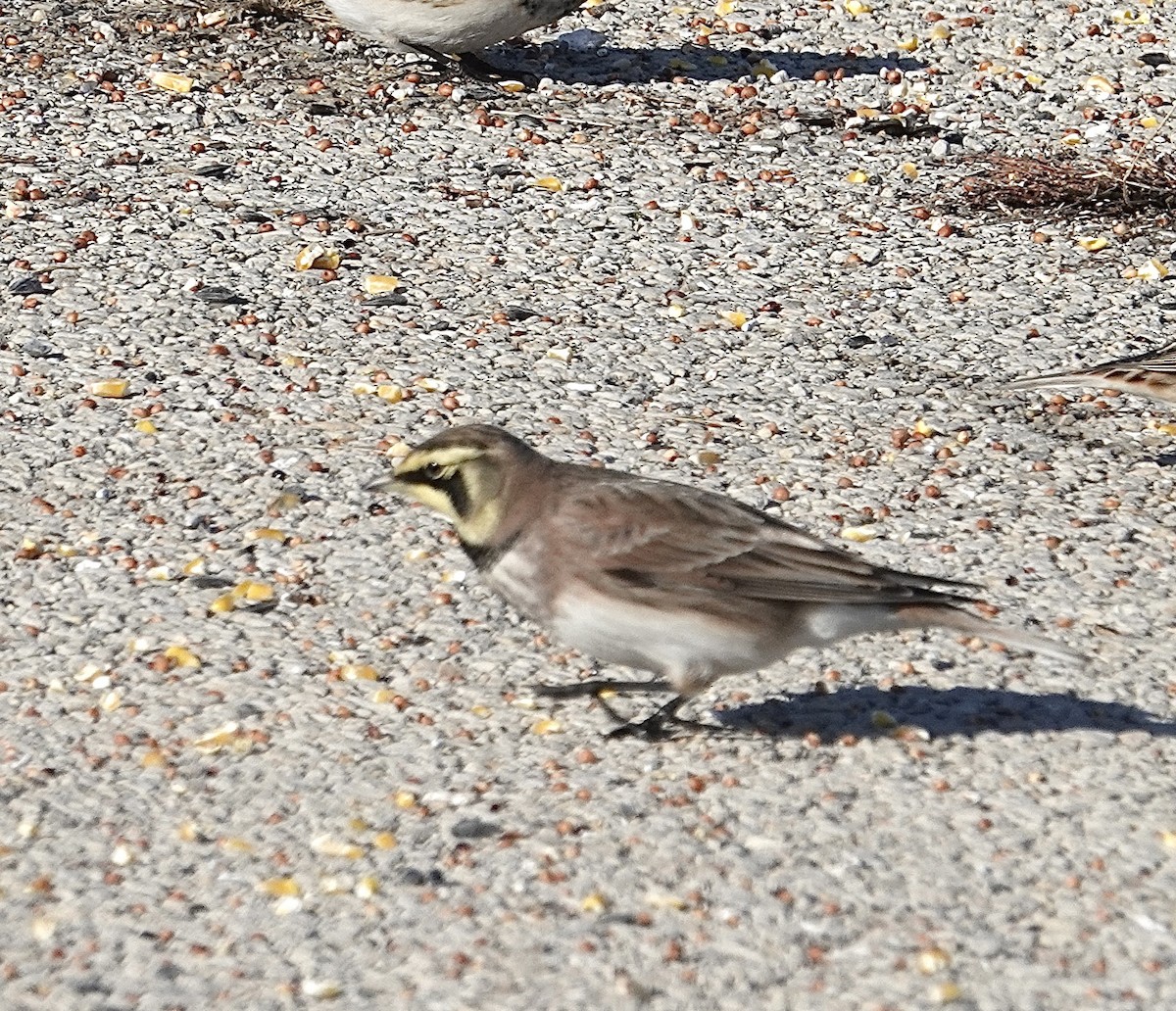 Horned Lark - ML646370973