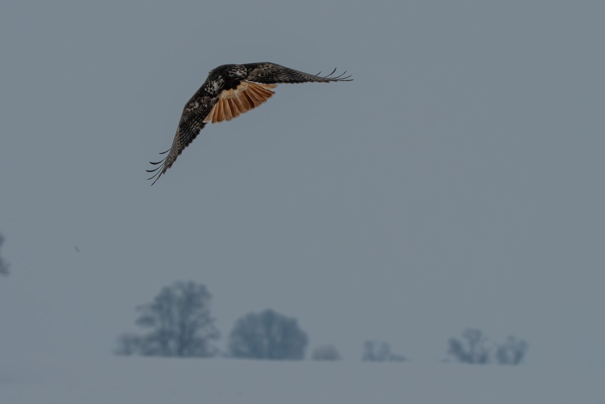 Red-tailed Hawk - ML646370974