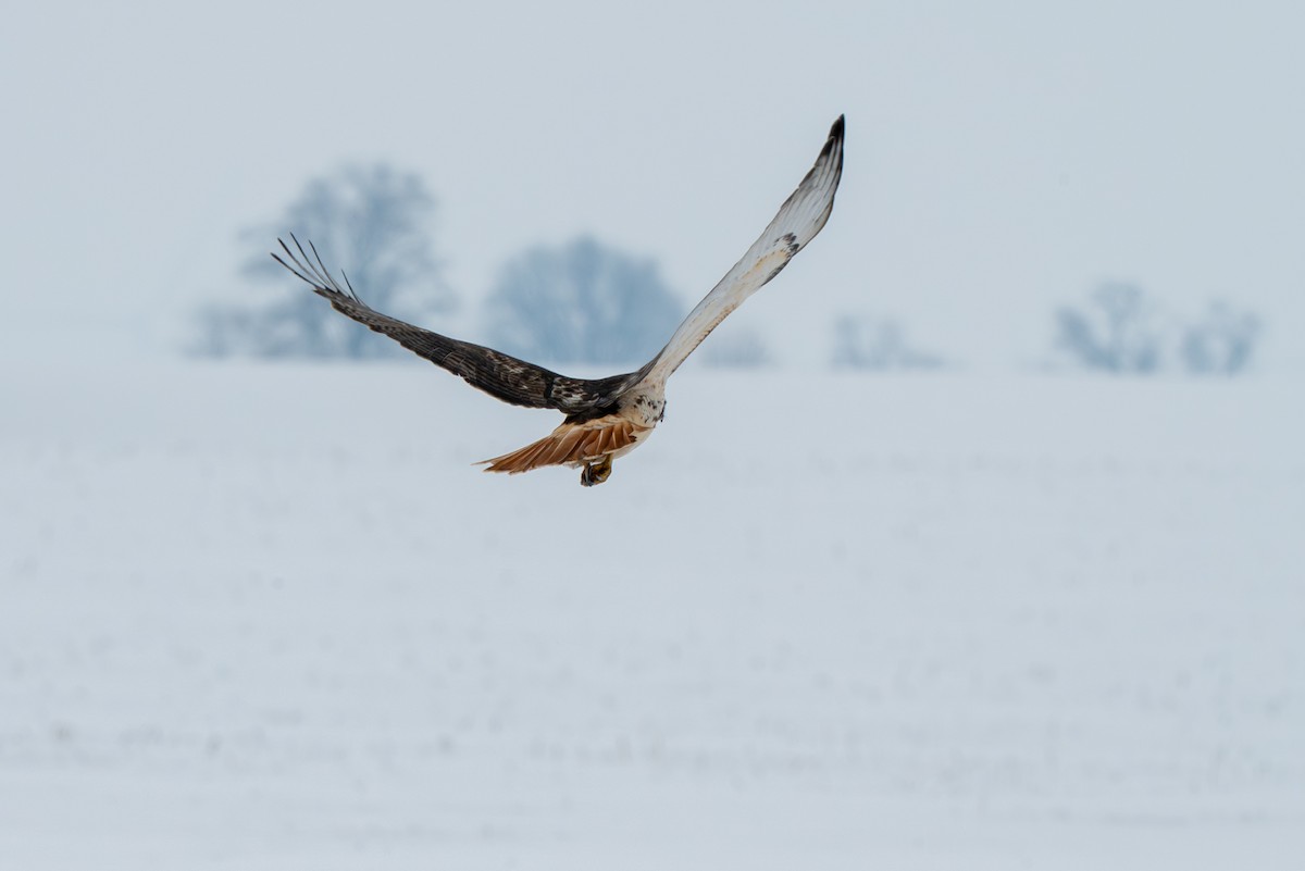 Red-tailed Hawk - ML646370975