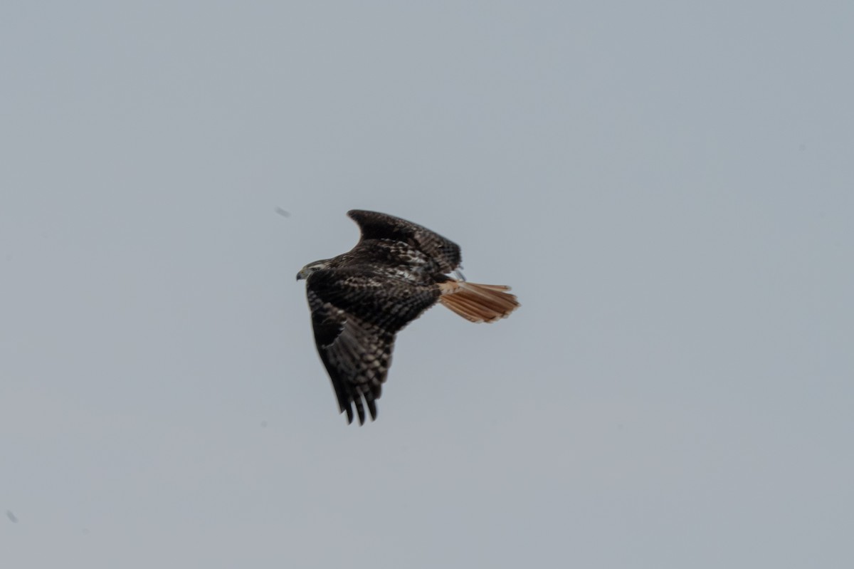 Red-tailed Hawk - ML646370976