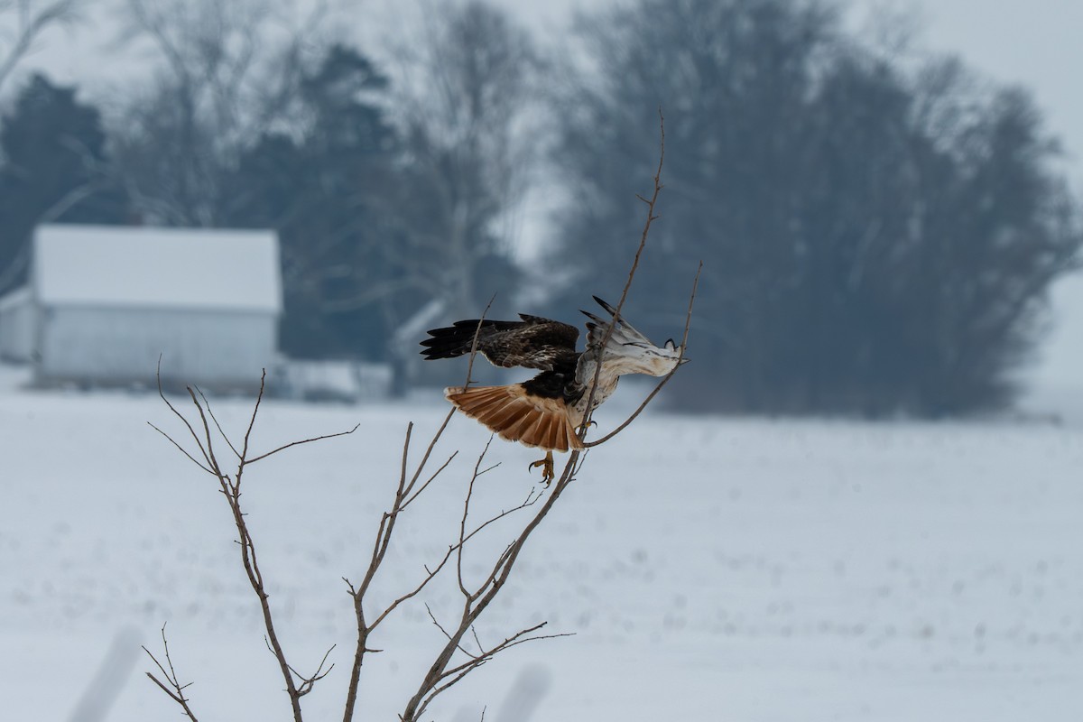Red-tailed Hawk - ML646370977