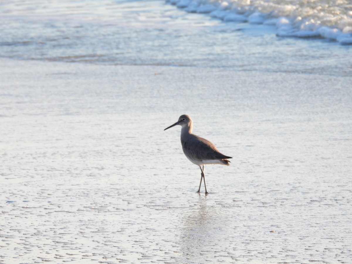 Willet - ML646370982