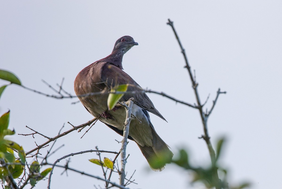 Paloma Colorada - ML646370983