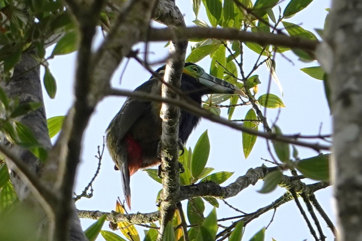Spot-billed Toucanet - ML646370984