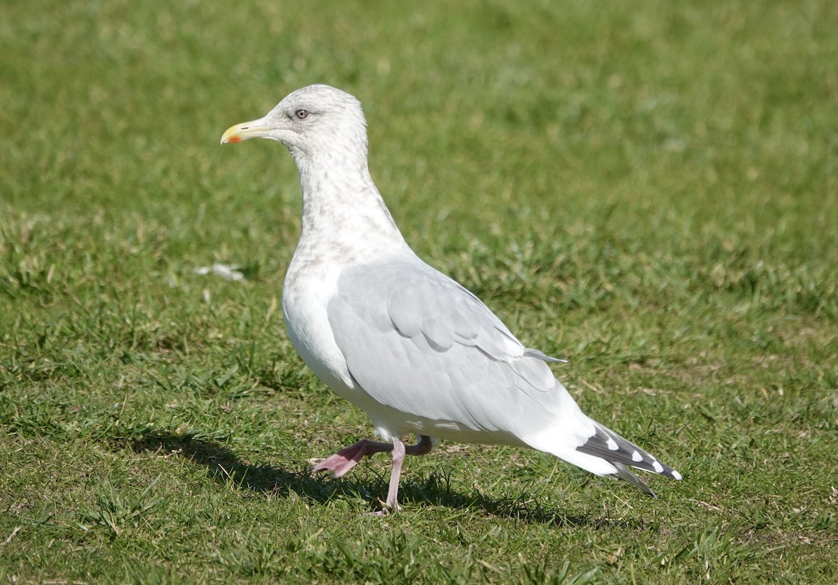 Glaucous-winged Gull - ML646370985