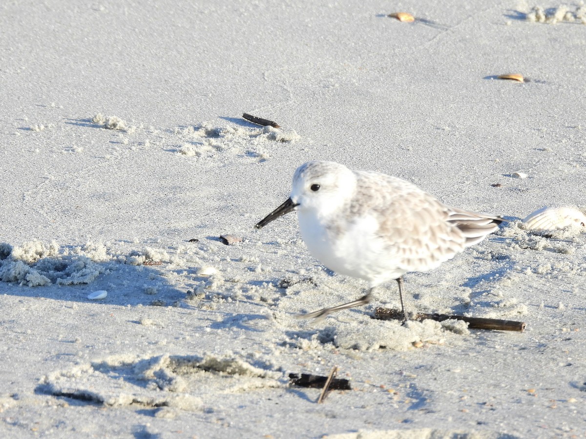 Sanderling - ML646370986