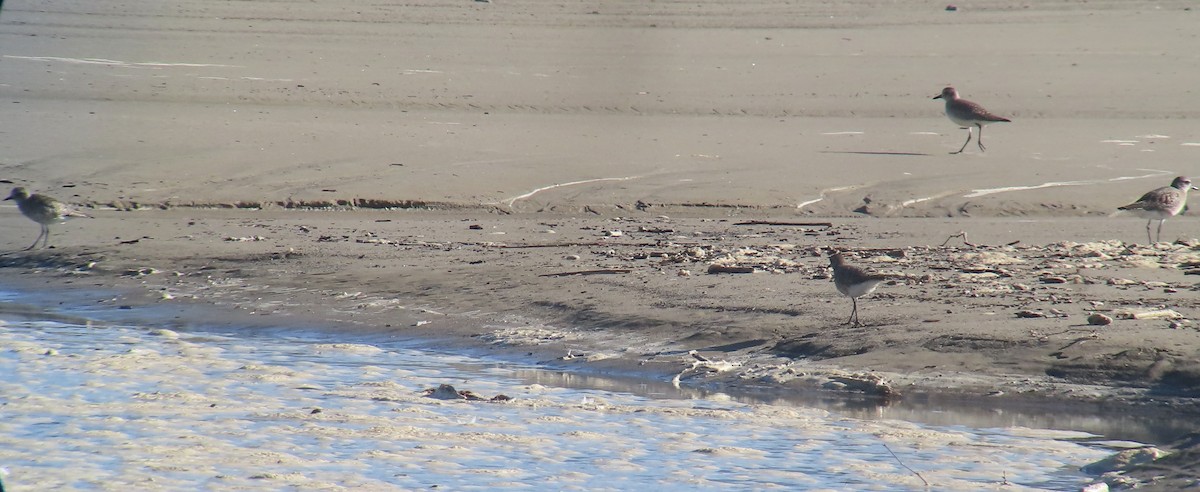 Chorlito Gris - ML646370987