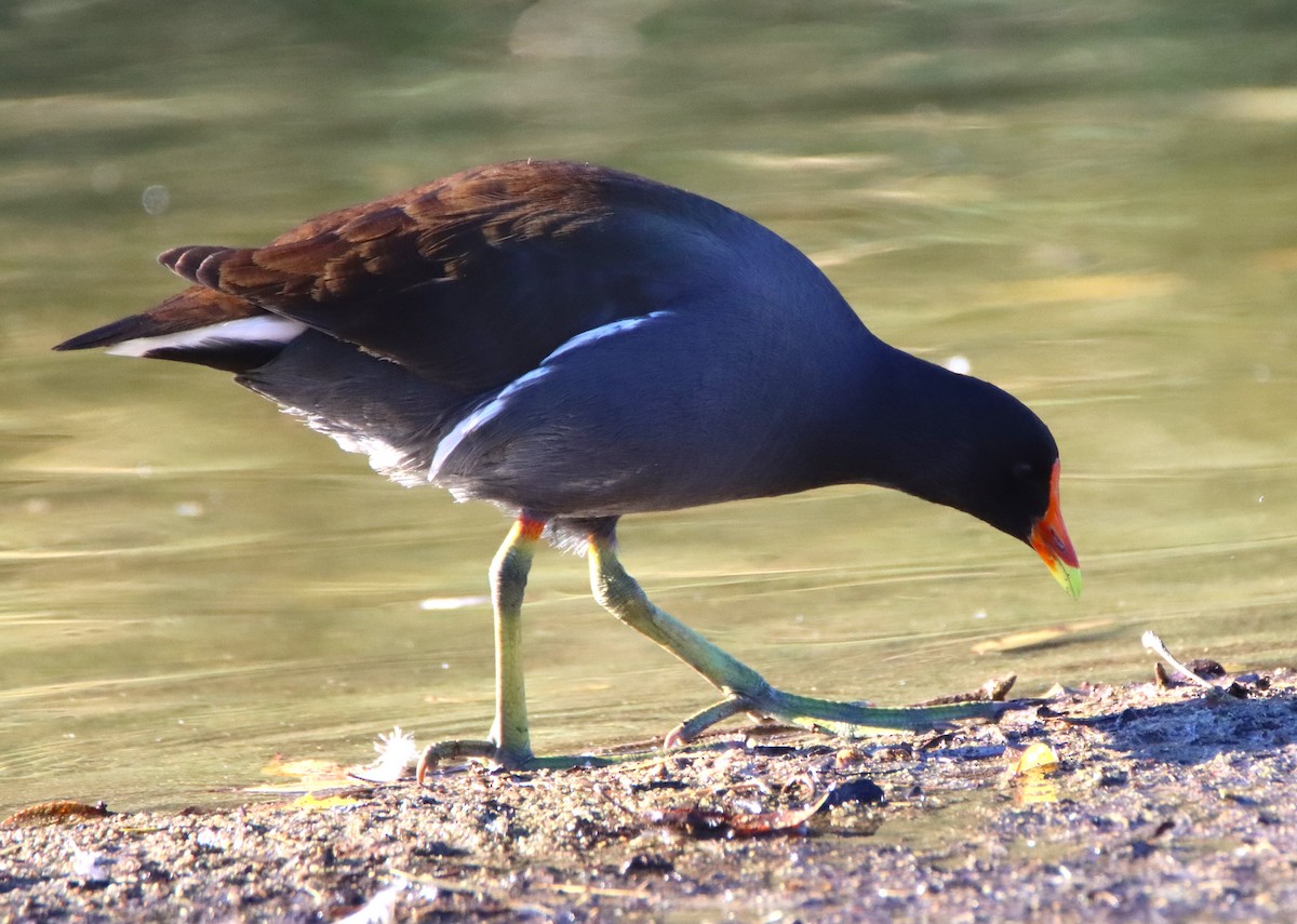 slípka americká - ML646370992