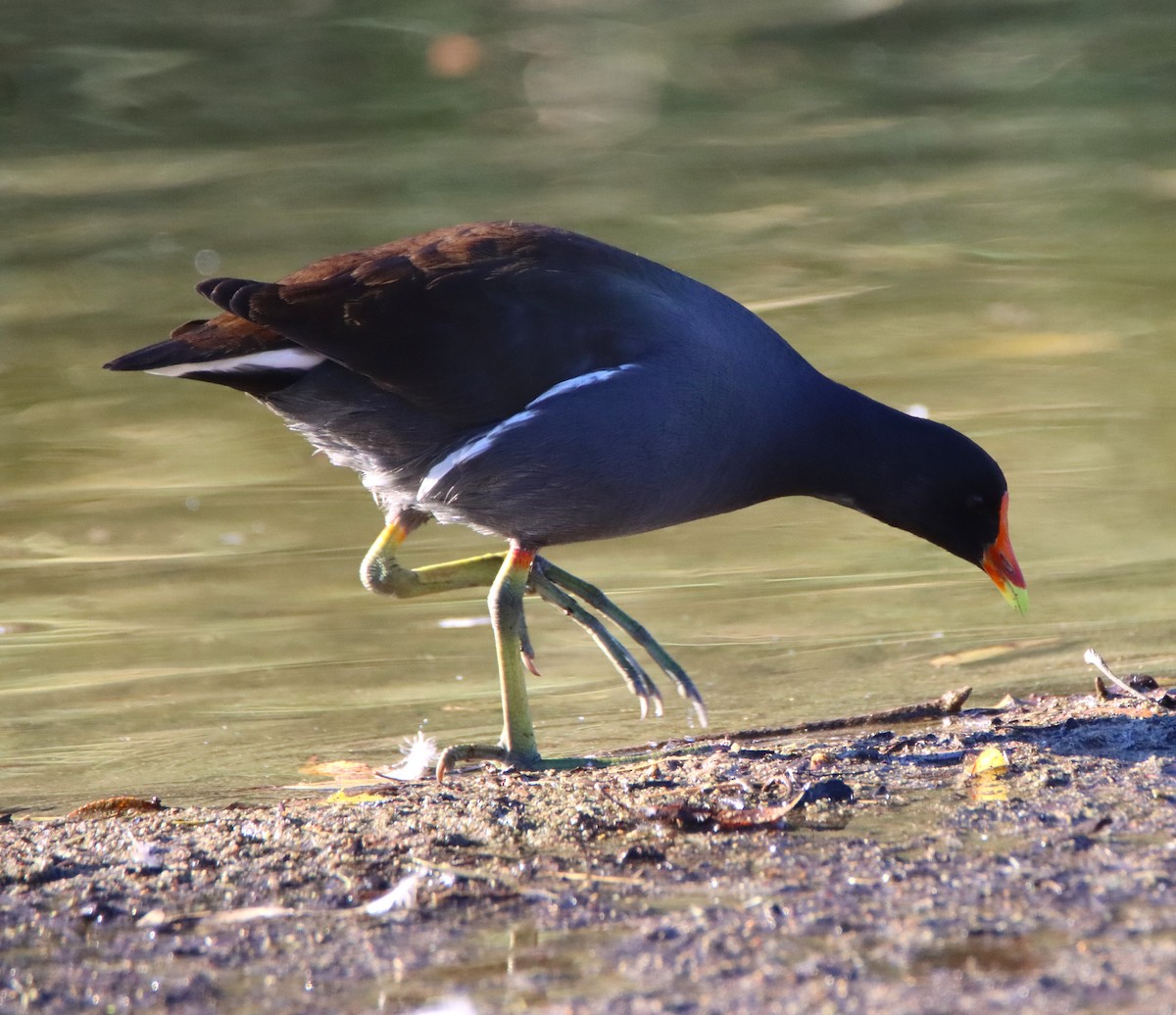 slípka americká - ML646370993