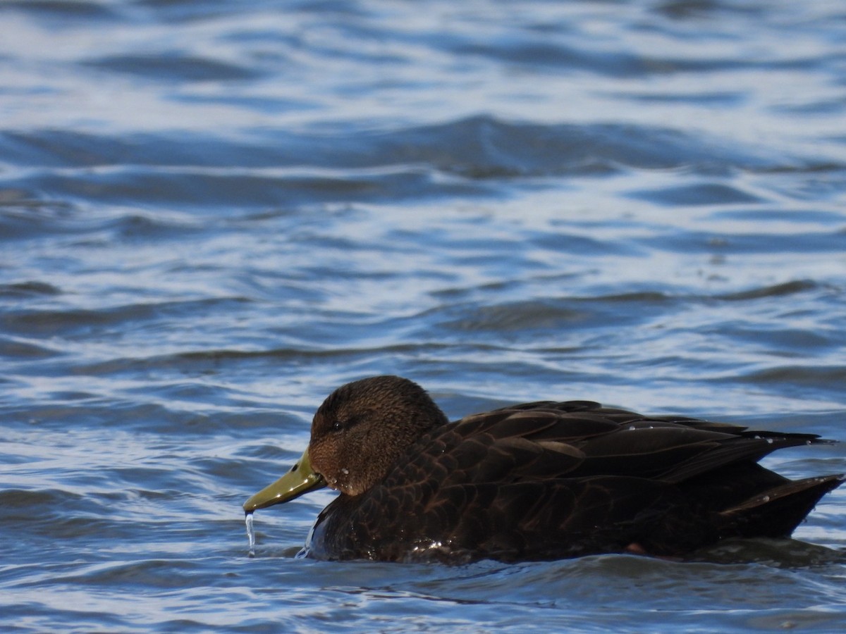 American Black Duck - ML646370994