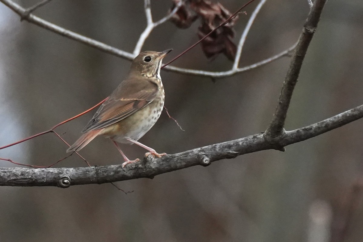 Дрізд-короткодзьоб плямистоволий - ML646370995
