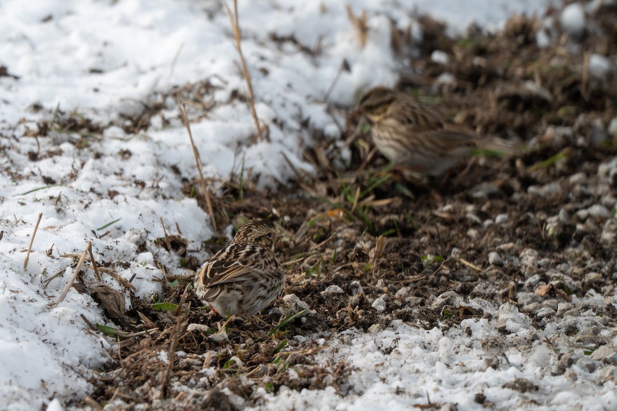 Savannah Sparrow - ML646370996