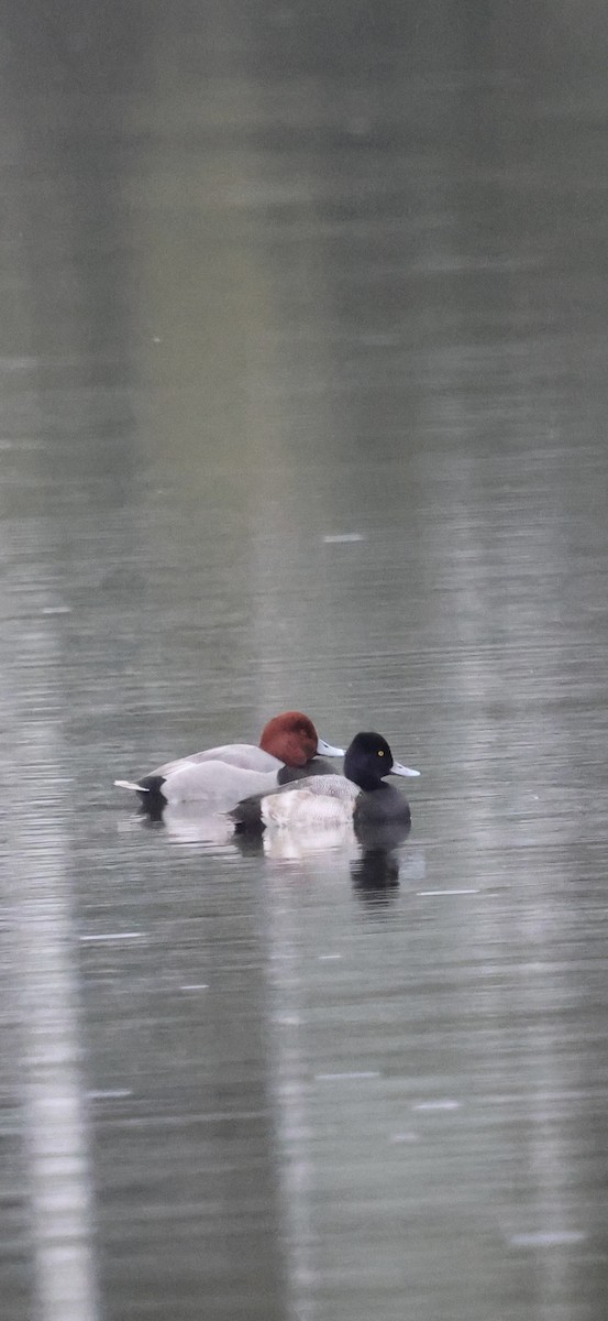 Lesser Scaup - ML646370997