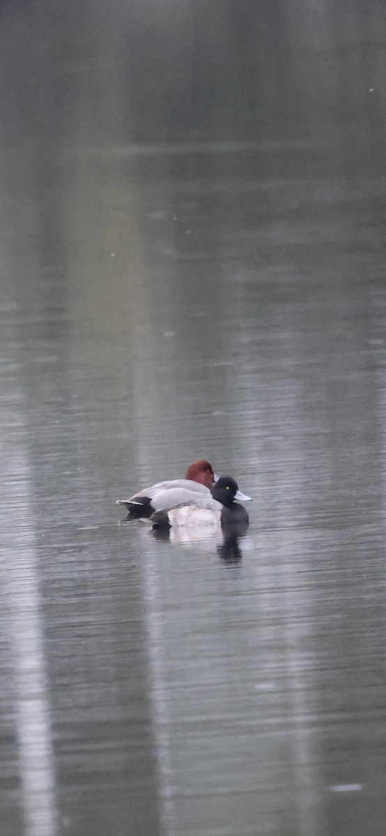 Lesser Scaup - ML646370998