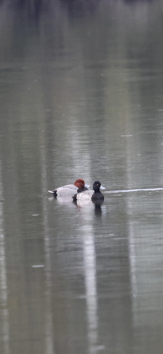 Lesser Scaup - ML646370999