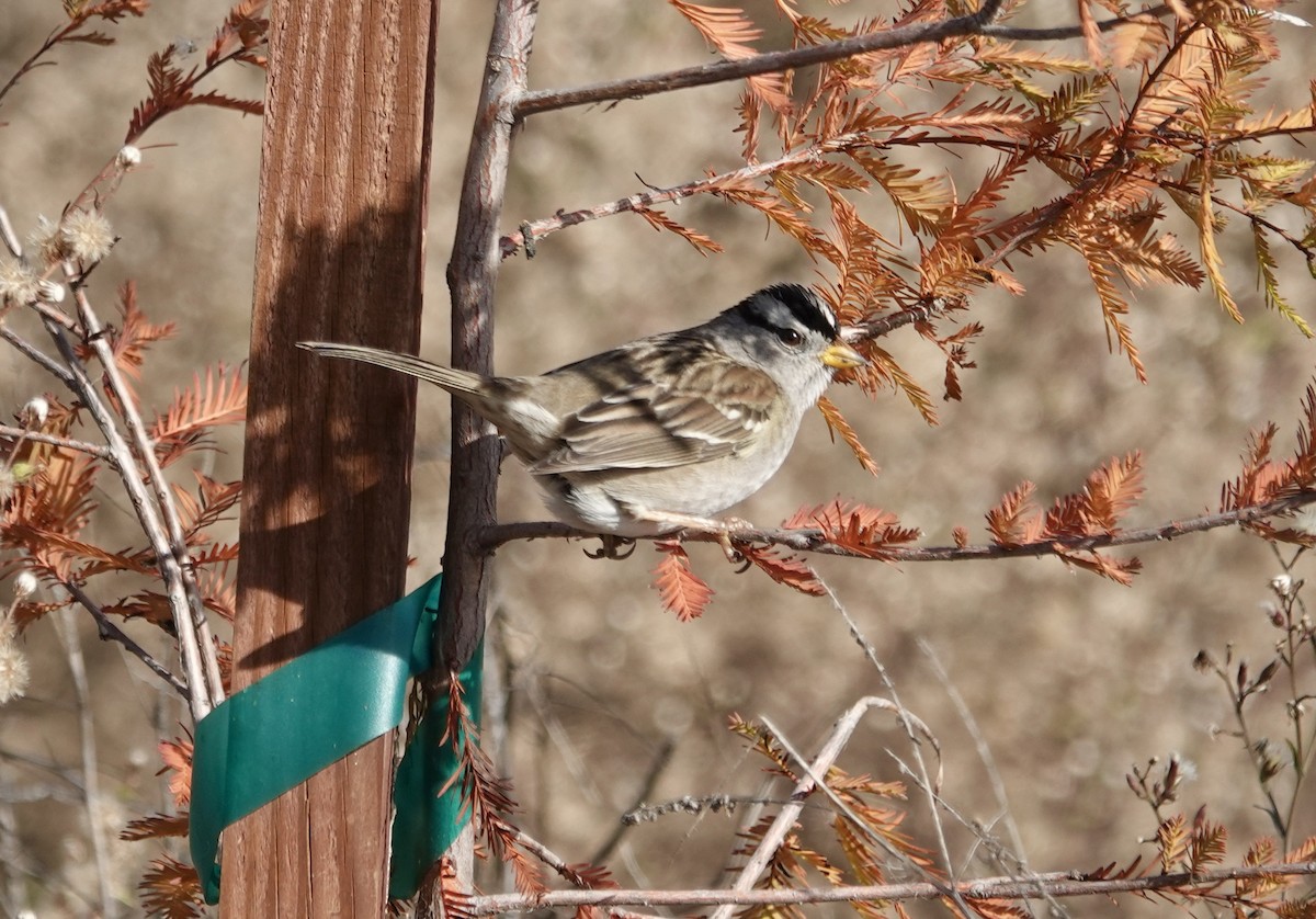 White-crowned Sparrow - ML646371001