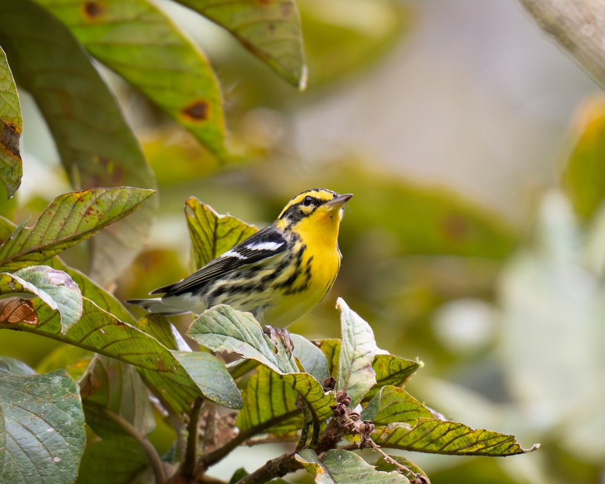Blackburnian Warbler - ML646371002