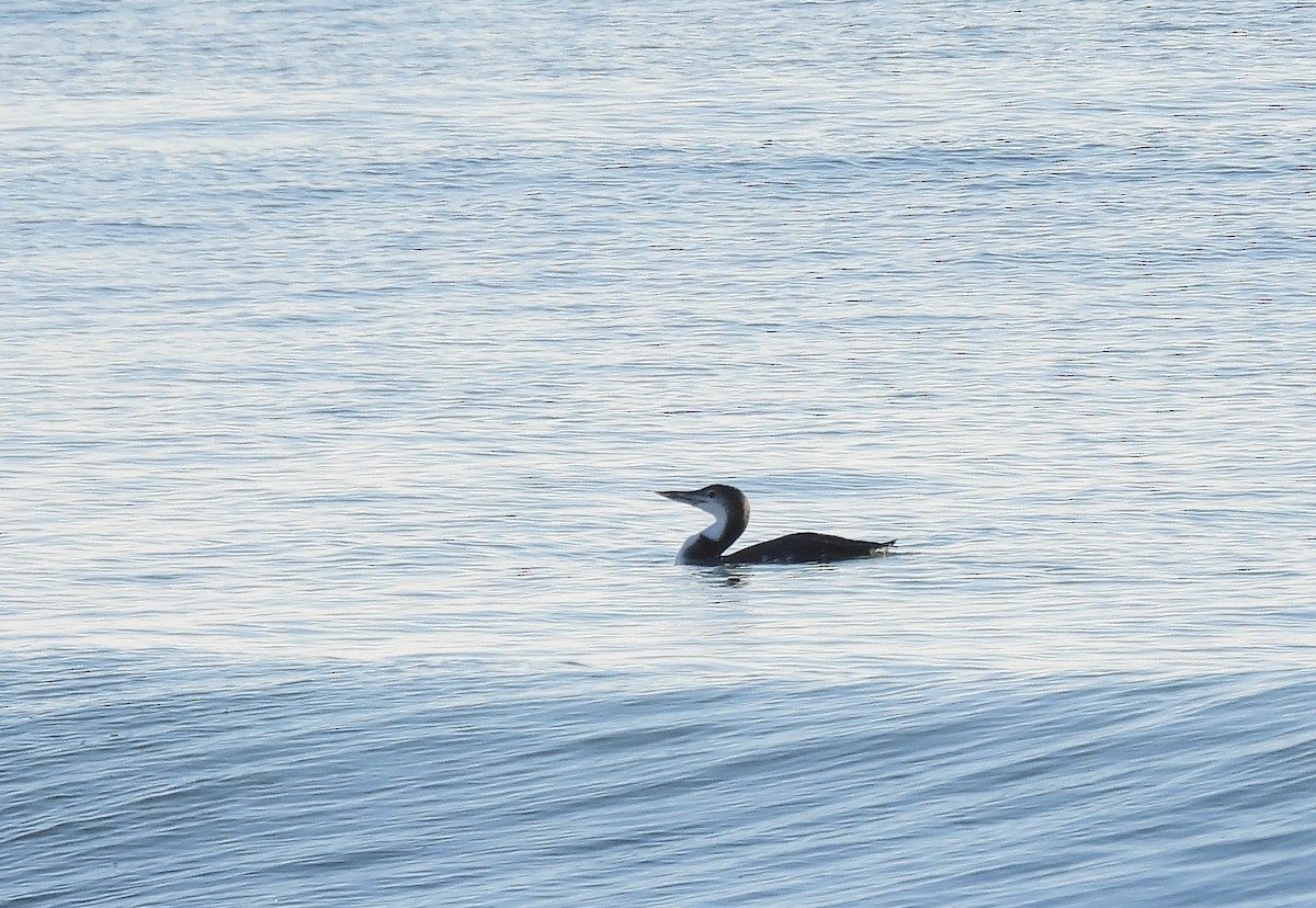 Common Loon - ML646371003