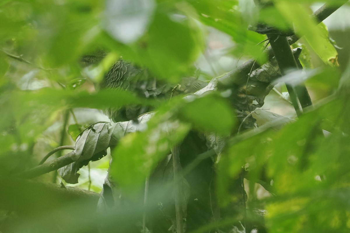 Rufous-vented Ground-Cuckoo - ML646371004