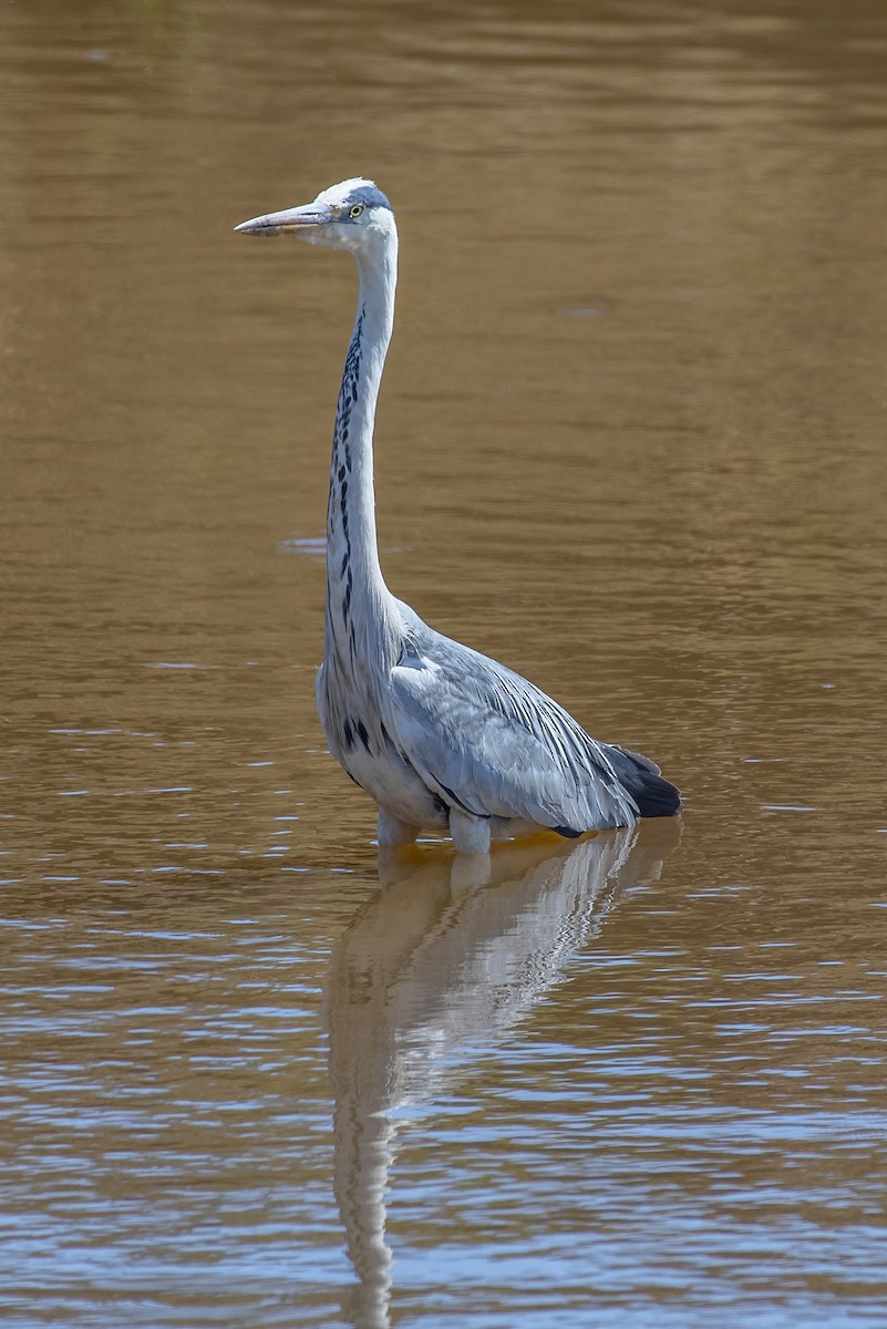 Gri Balıkçıl - ML646371005