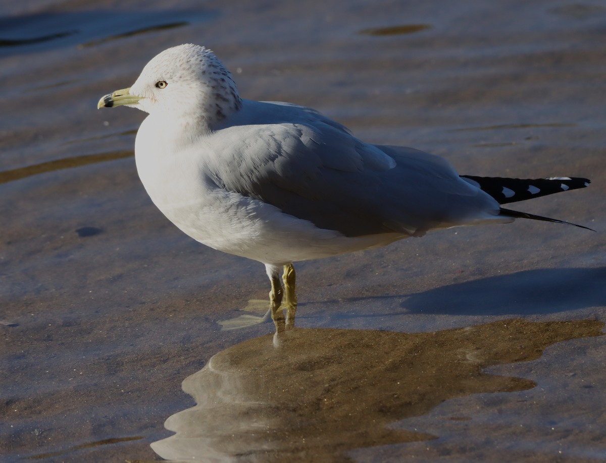 Gavina americana - ML646371006