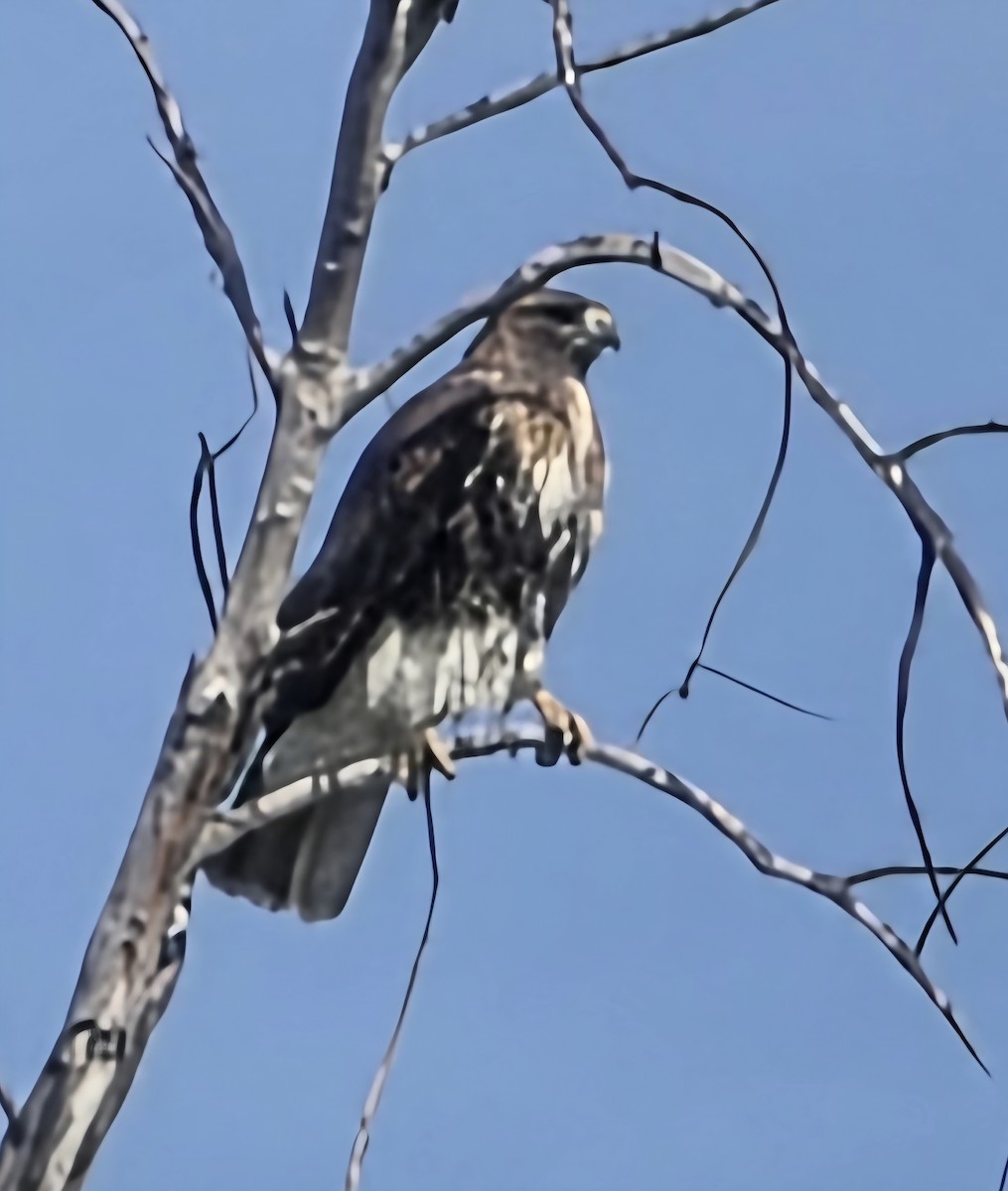 Red-tailed Hawk - ML646371008