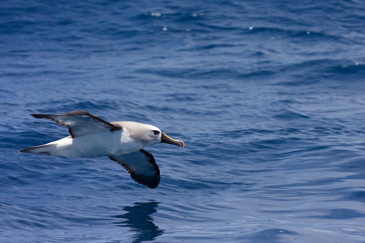 albatros pestrozobý - ML64637101