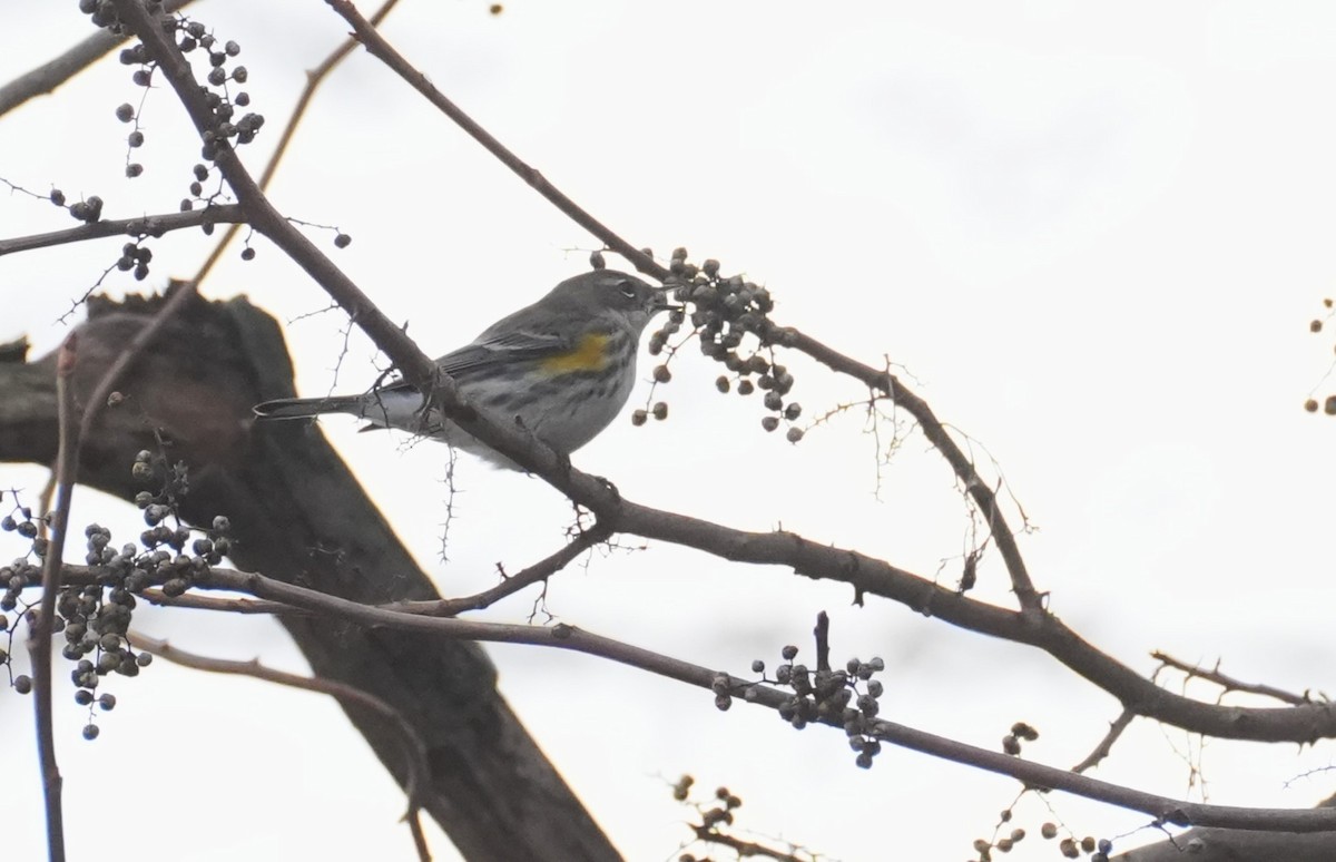 Пісняр-лісовик жовтогузий (підвид coronata) - ML646371011