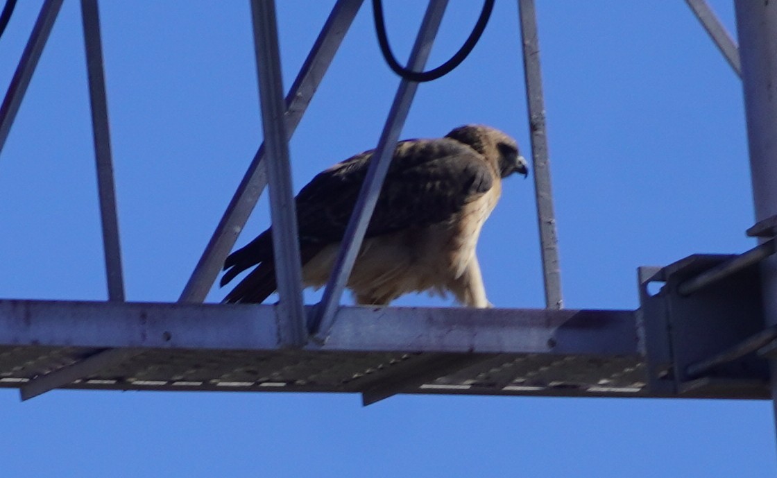 Red-tailed Hawk - ML646371012