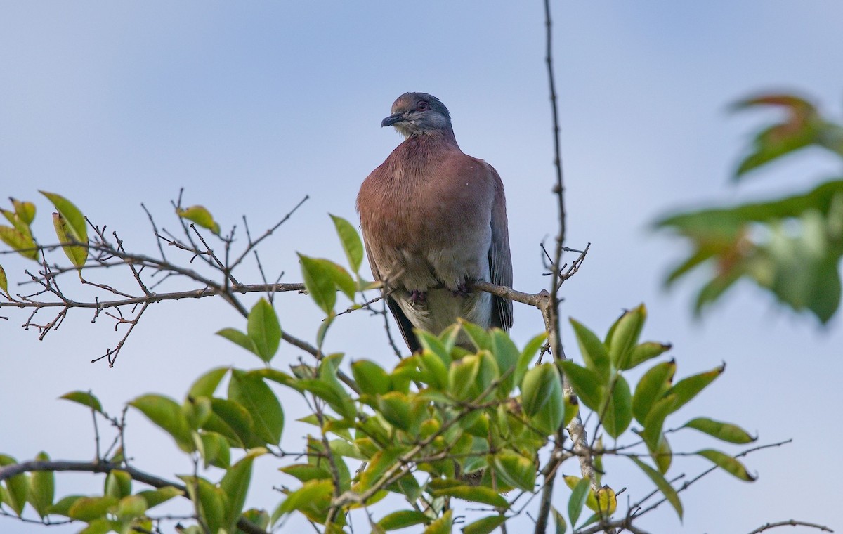 Paloma Colorada - ML646371013