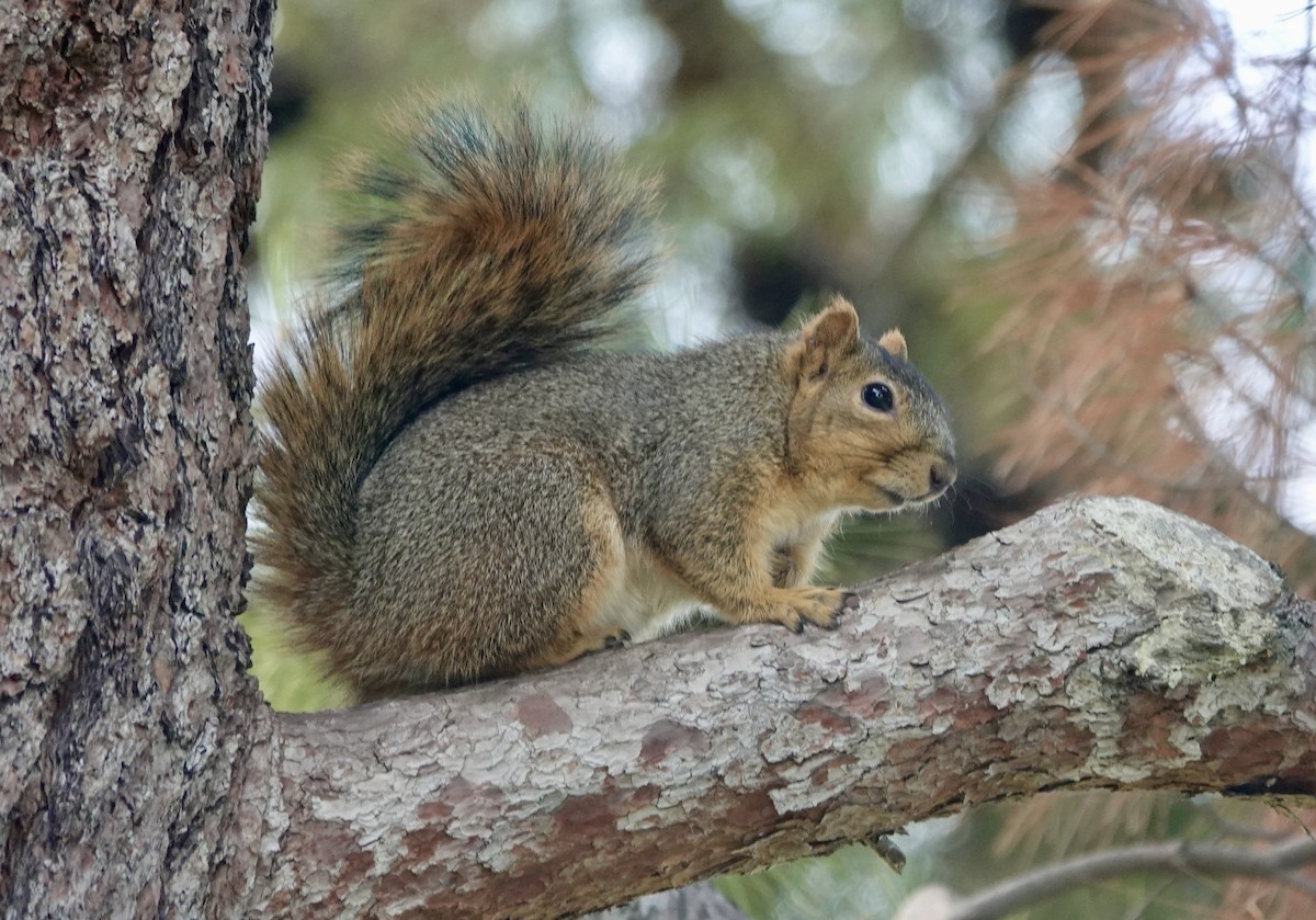 Mammiferi - ML646371014