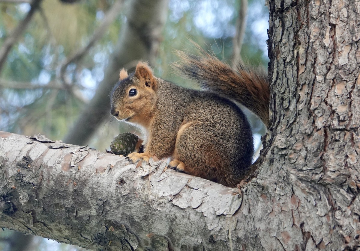 Mammiferi - ML646371015