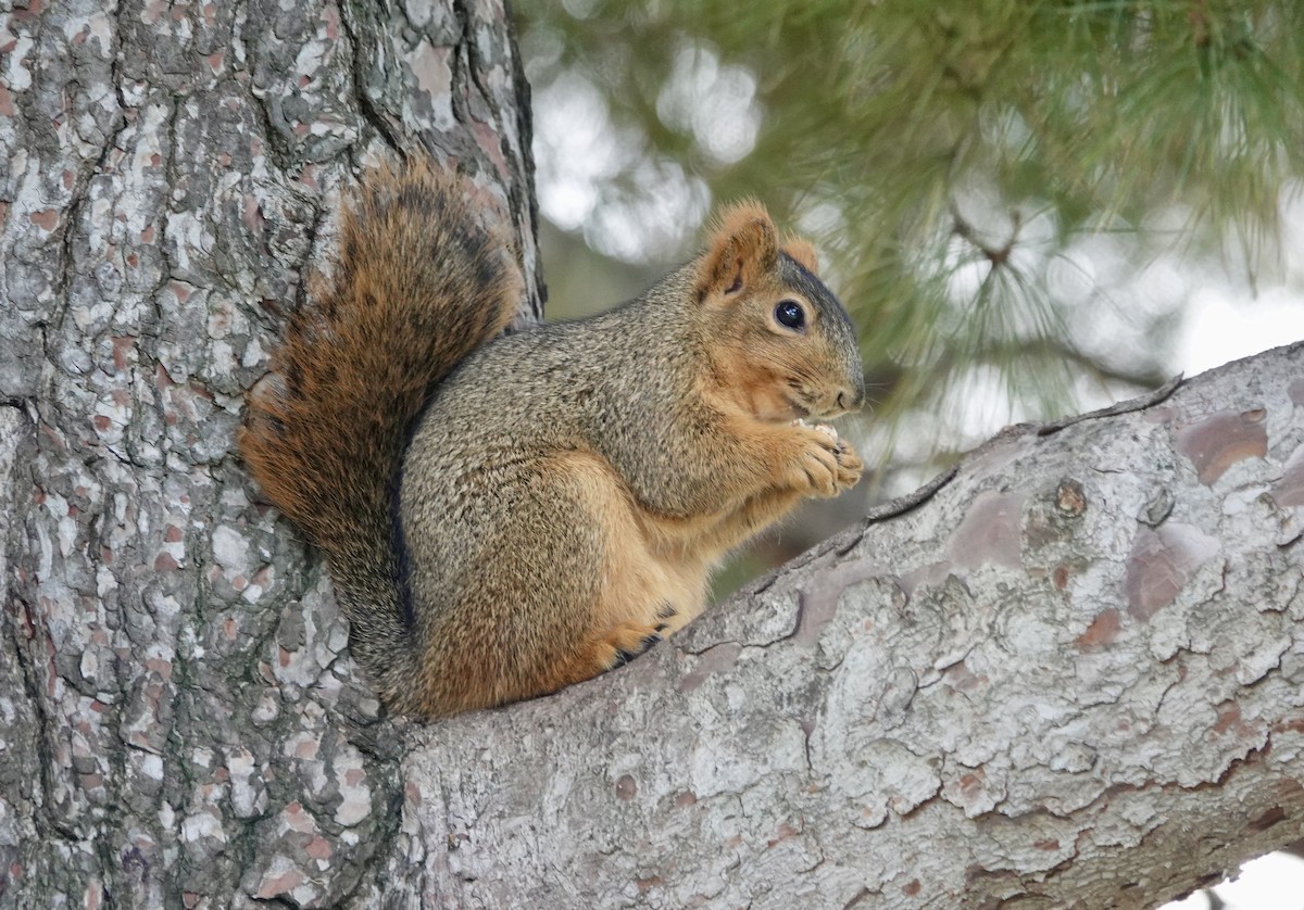 Mammiferi - ML646371016