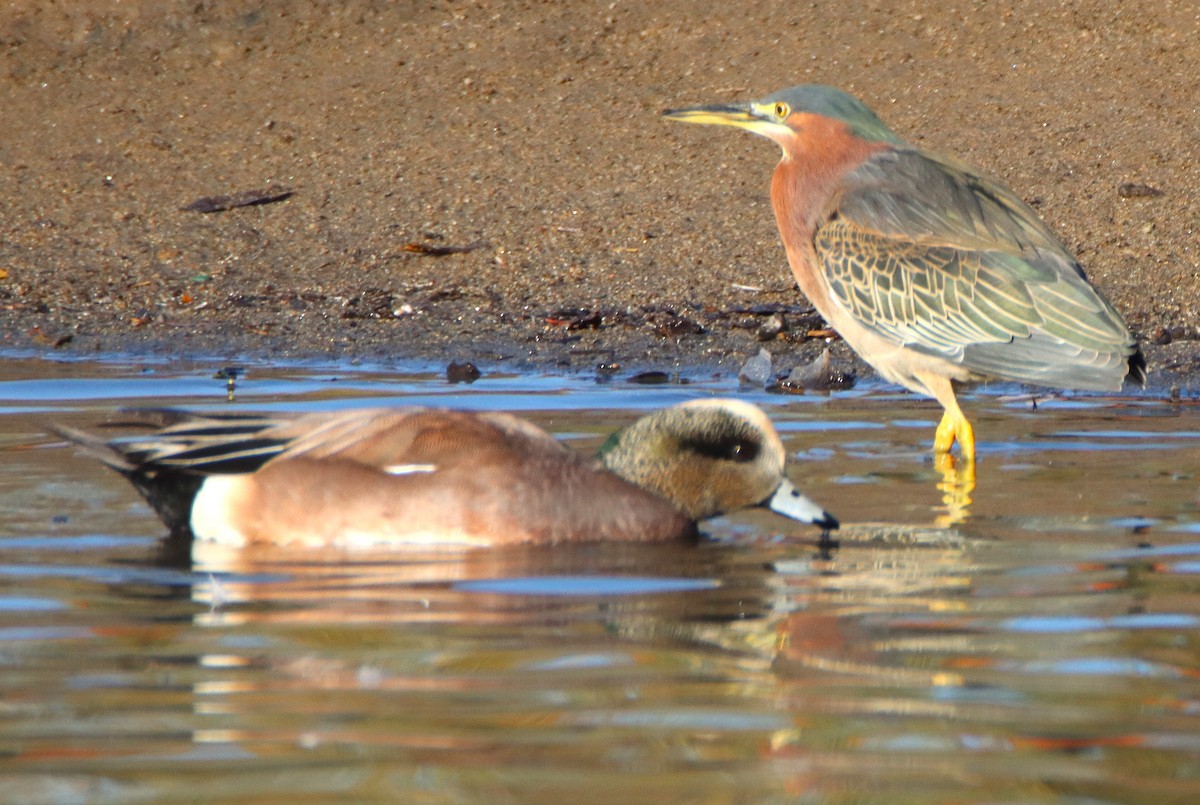 Airone verde - ML646371017
